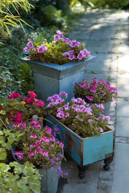 Det finns nästan inget tacksammare och mer blomvilligt än pelargoner.