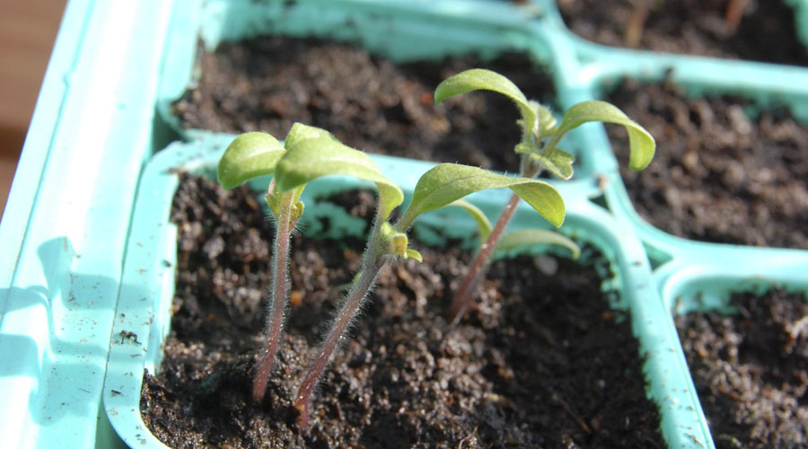 Tomatplantor