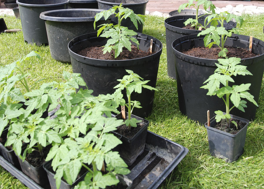 Tomatplantor_omskolade