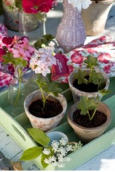 pelargonskotsel-2