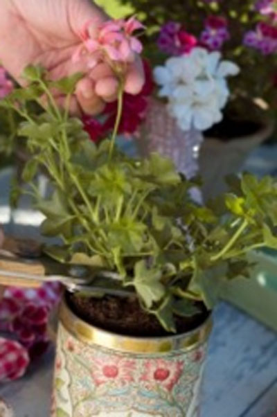 pelargonskotsel
