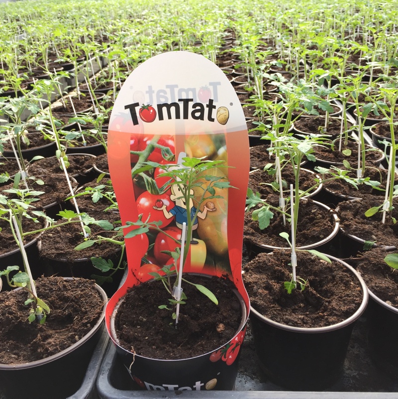 tomtato