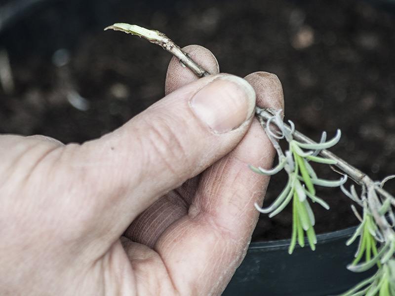 Lavendel Förökning Sticklingar Steg för steg