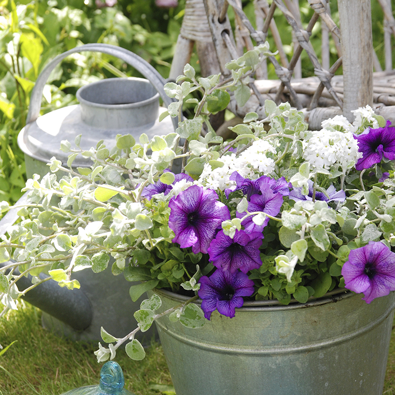 Plantera i kruka praktiska tips Allers