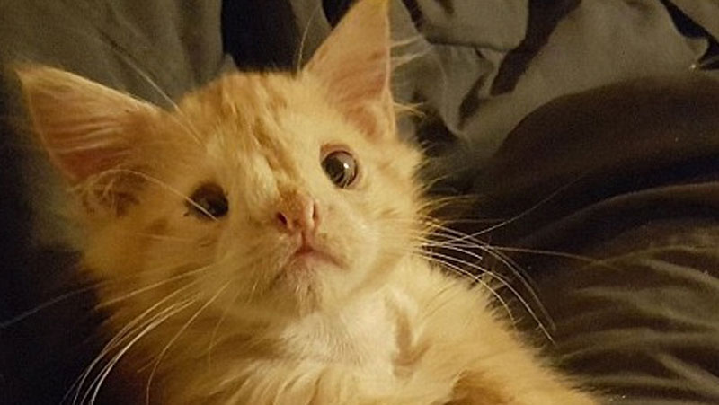 tål katter choklad tål katter choklad