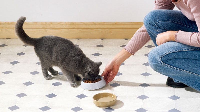 rå kyckling till katt rå kyckling till katt
