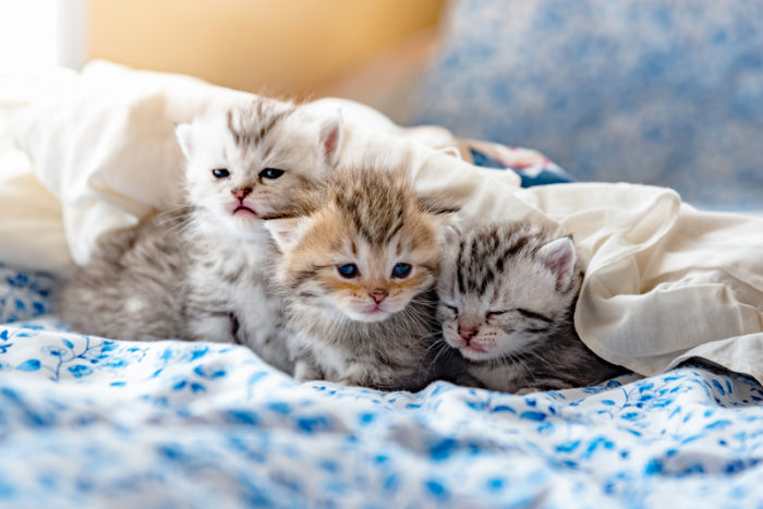 tre kattungar i motljus