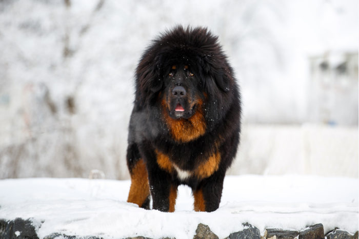 Familjen trodde de hade köpt en Tibetansk mastiff