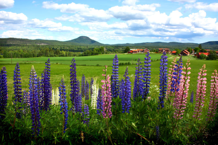 Blomsterlupiner i blommning på äng framför Järvsöklack.