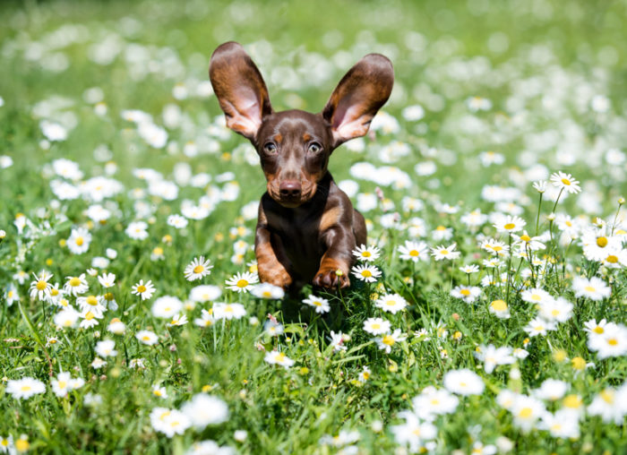 En hundvalp springer på en äng med blommor.