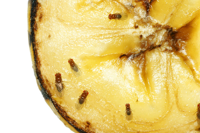 Närbild på bananflugor på banan.