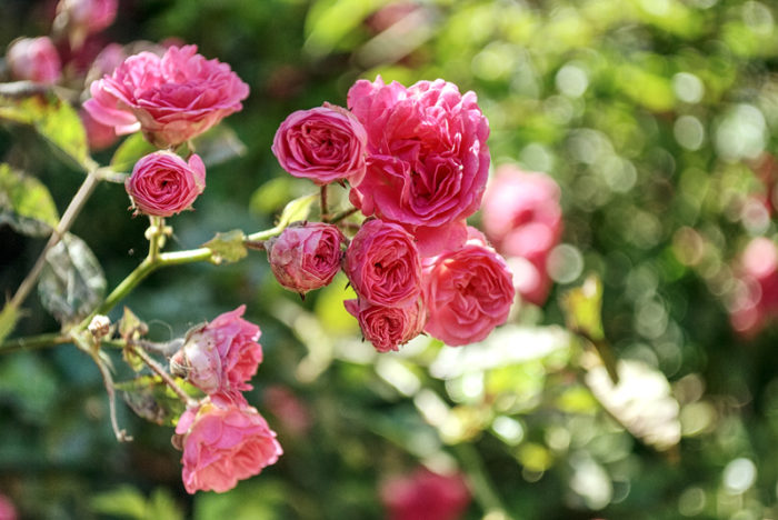 Rosa rosor.