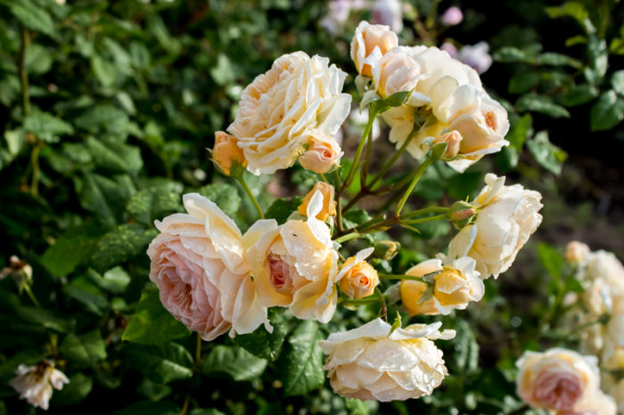 Rosen Crown Princess Margareta.