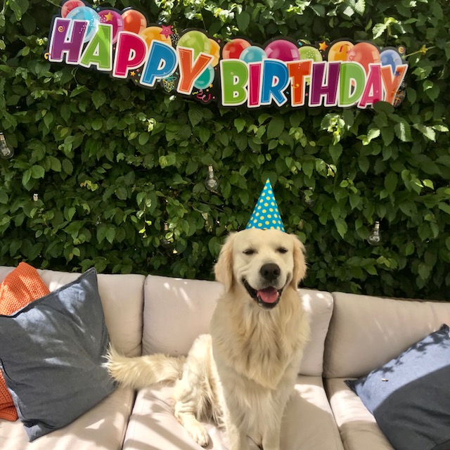 Nisse min hund fyllde 2 år i lördags, så det blev hundkalas med pannkakstårta, jordgubbar och en ny fotboll!