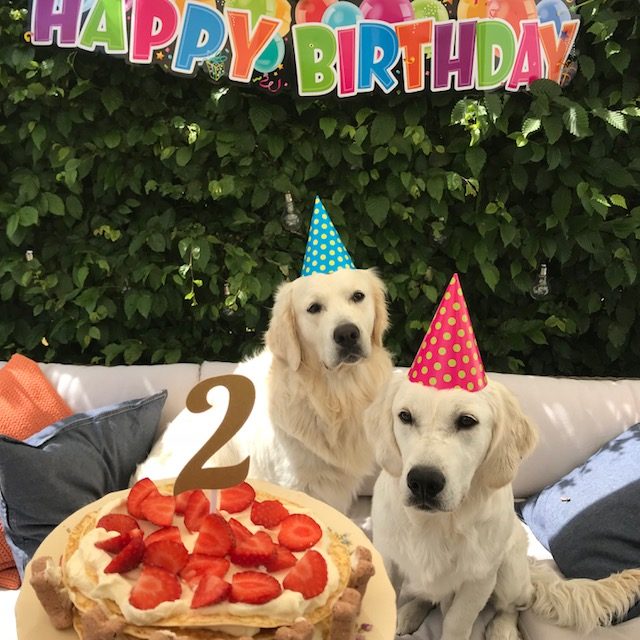 På hundkalaset fanns även lillebror Bosse, som "fyllde" 7 månader på fredagen.